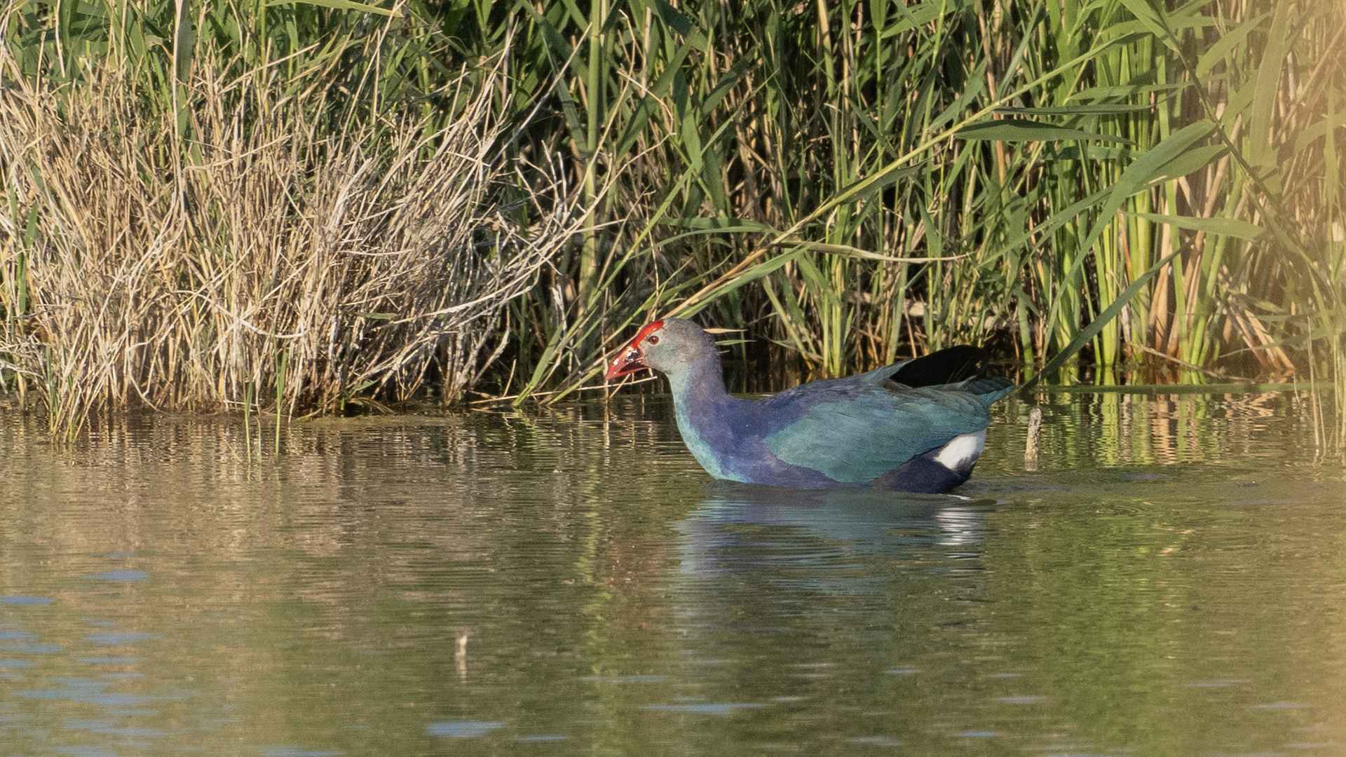 Western Swamphen